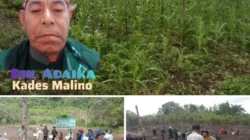 Penanaman Jagung Serentak di Desa Malino