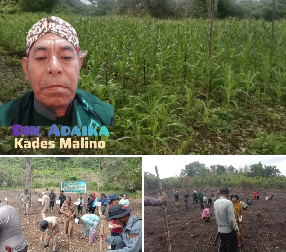 Penanaman Jagung Serentak di Desa Malino